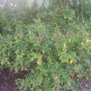 Turks Cap Hibiscus Cuttings (Malvaviscus arboreus) Or Rooted Plants Freshly Pull